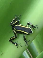 Dendrobates truncatus