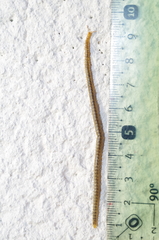 Henia vesuviana