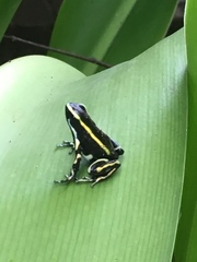 Dendrobates truncatus