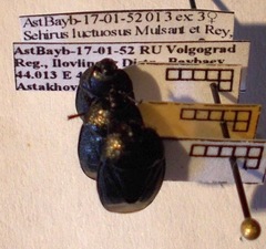 Sehirus luctuosus