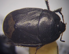 Sehirus luctuosus