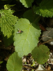 Huttonobesseria verecunda