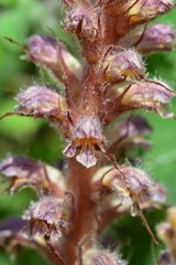 Orobanche pubescens