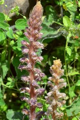 Orobanche pubescens