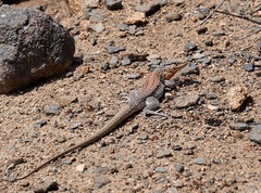 Callopistes maculatus