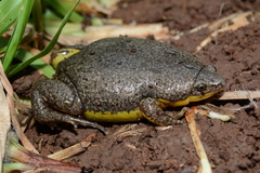 Elachistocleis bicolor