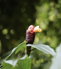 Costus spicatus, photograph (c) Aitor, some rights reserved (CC BY)