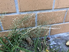 Eragrostis amabilis