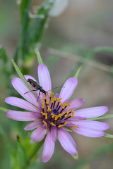 Oedemera rufofemorata