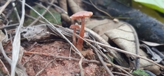 Laccaria laccata