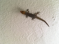 Sphaerodactylidae