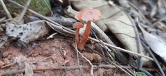 Laccaria laccata