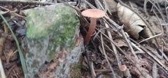 Laccaria laccata
