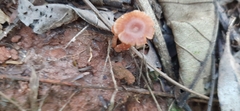 Laccaria laccata