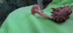 Laccaria laccata