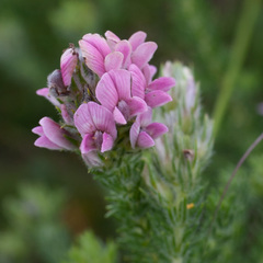 Aspalathus cephalotes