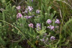 Aspalathus cephalotes