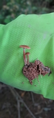Laccaria laccata