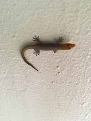 Sphaerodactylidae