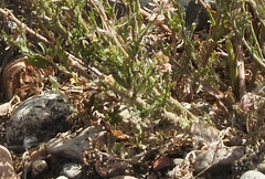 Lepidium bonariense