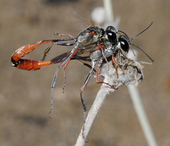 Ammophila laevicollis