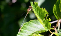 Lestes dryas