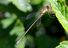 Lestes dryas