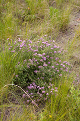 Aspalathus cephalotes