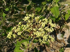 Parthenium fruticosum