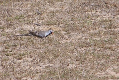 Oena capensis aliena