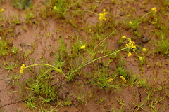 Lomatium ambiguum
