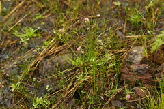 Allium douglasii