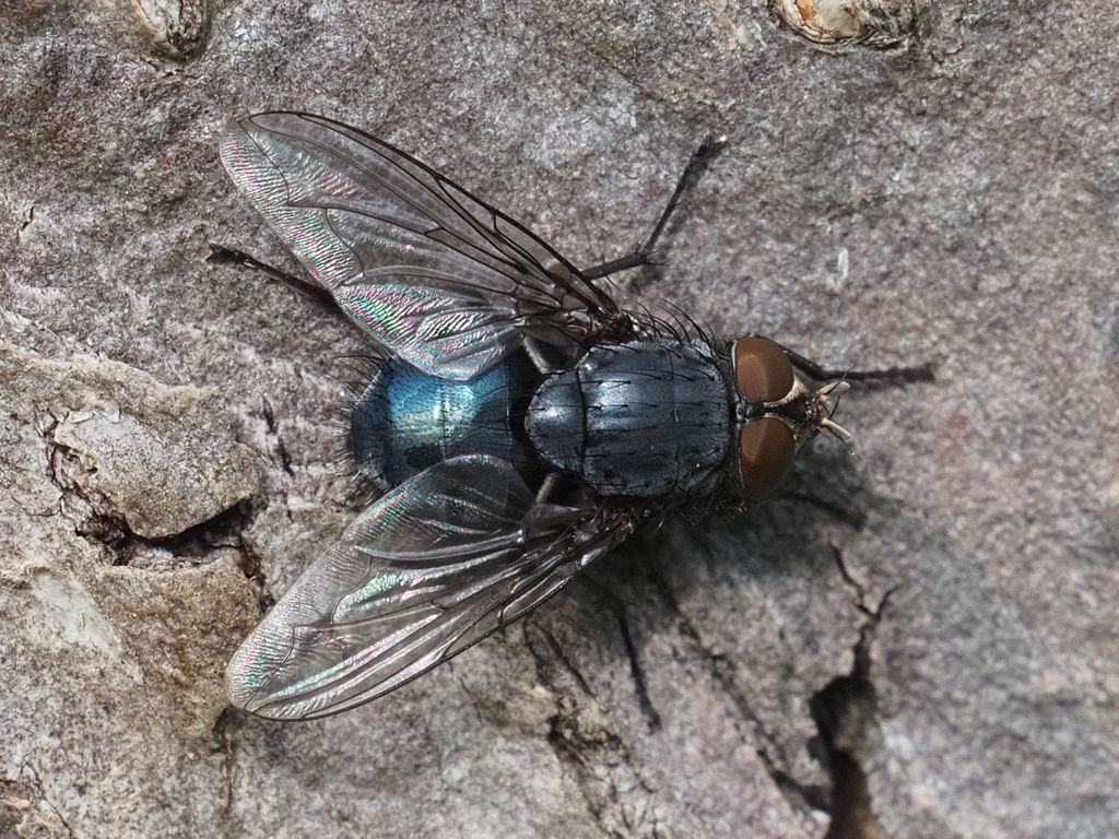 Calliphora genarum