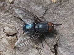 Calliphora genarum