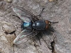 Calliphora genarum