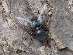 Calliphora genarum