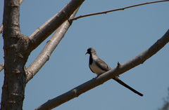 Oena capensis aliena