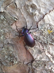 Carabus violaceus picenus