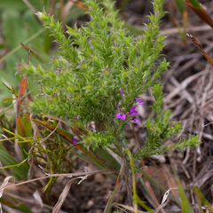 Muraltia serpylloides