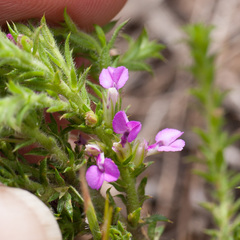 Muraltia serpylloides