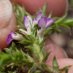 Muraltia serpylloides