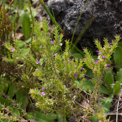 Muraltia serpylloides