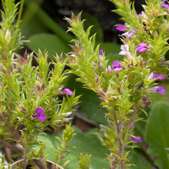 Muraltia serpylloides