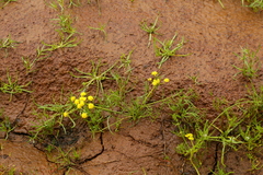 Lomatium ambiguum