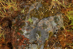 Lomatium farinosum