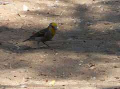 Ploceus sakalava