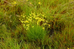 Lomatium ambiguum
