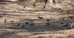 Ploceus sakalava