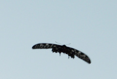 Pharmacophagus antenor