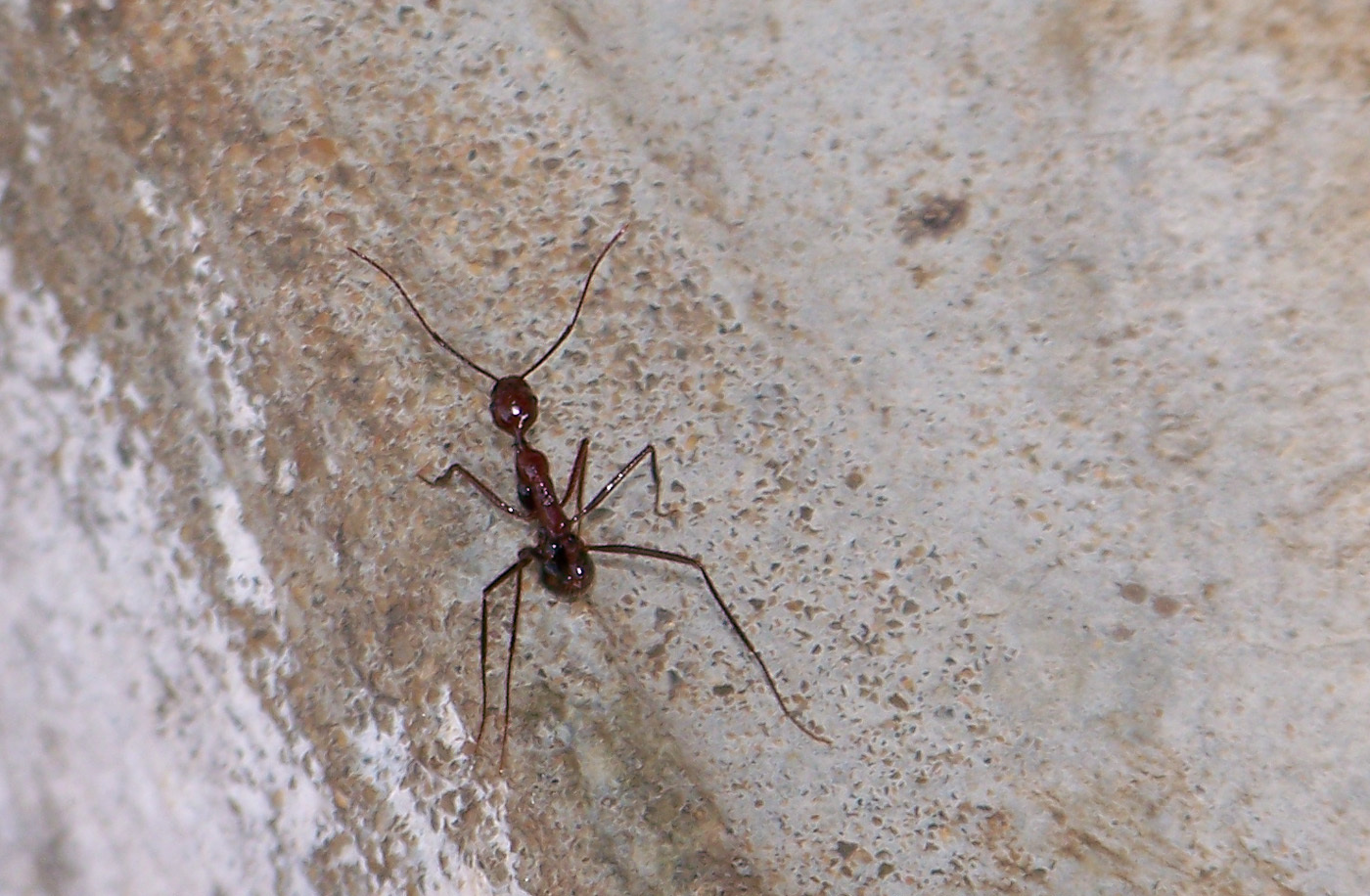Aphaenogaster swammerdami